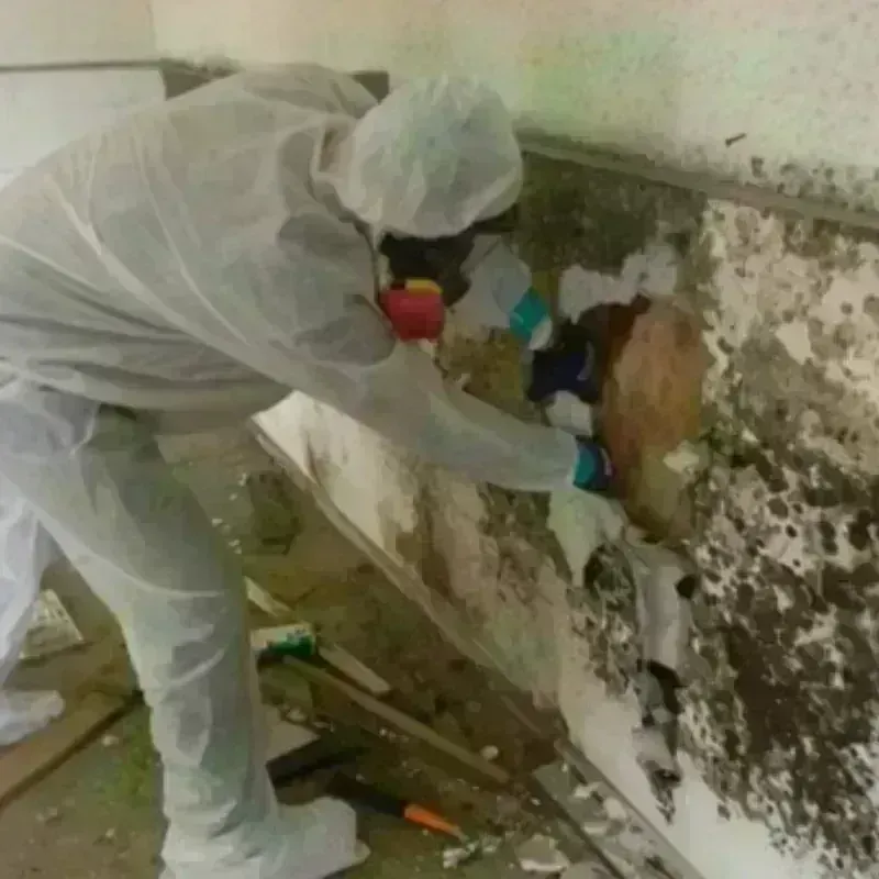 Mold Remediation and Removal in La Puebla, NM